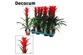 Guzmania ostara Guzmania Ostara (Decorum) 1 bl.