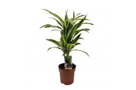 Dracaena fragr. der. lemon lime Dracaena Lemon Lime 30-152 pp