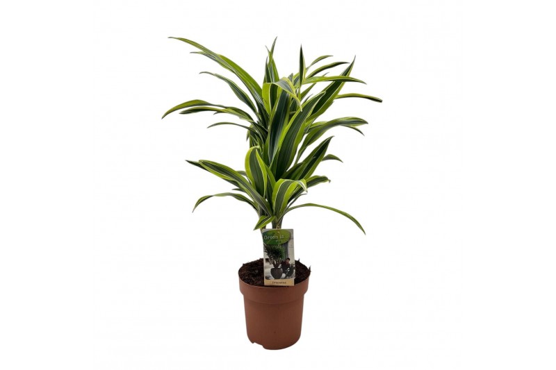 Dracaena fragr. der. lemon lime Dracaena Lemon Lime 30-152 pp 