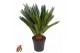 Cycas revoluta Cycas Revoluta P2112 blad 1 pp 
