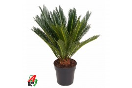 Cycas revoluta Cycas Revoluta P2112 blad 1 pp
