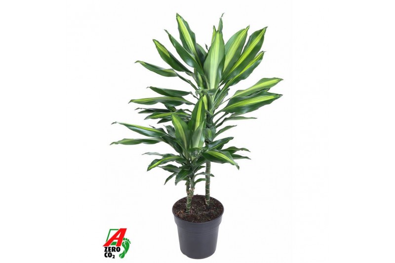 Dracaena fragr. cintho Dracaena Cintho 30-10pp 