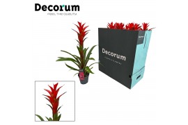 Guzmania ostara Guzmania Ostara XXL (Decorum) 1 bl.