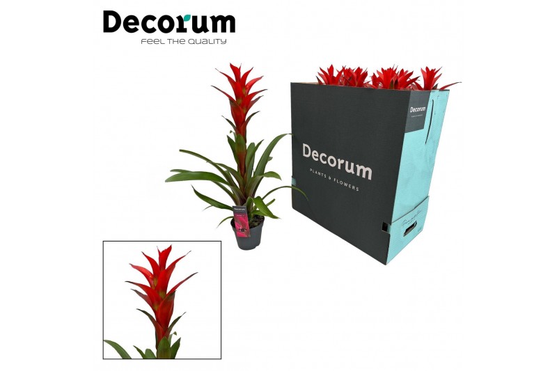 Guzmania ostara Guzmania Ostara XXL (Decorum) 1 bl. 