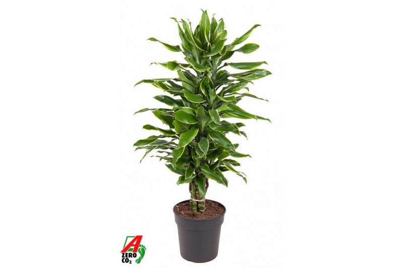 Dracaena fragr. golden coast Dracaena Gold Coast vertakt P24pp 