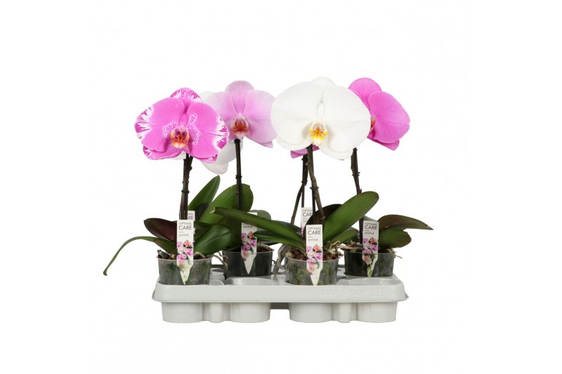 Phalaenopsis mix One P9 A2 Mix 1 spike 1 bl. 1 tak/plnt 350 gram 