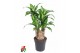 Dracaena fragr. massangeana Massangeana1 pp 