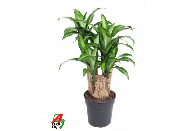 Dracaena fragr. massangeana Massangeana1 pp 