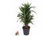 Dracaena fragr. der. ulises Dracaena Ulises vertakt P24pp 
