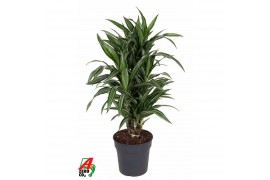 Dracaena fragr. der. ulises Dracaena Ulises vertakt P24pp