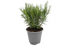 Rosmarinus officinalis Rosmarinus off.