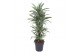 Dracaena fragr. der. white stripe Dracaena White Stripe vertakt P31pp 