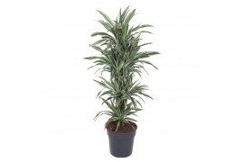 Dracaena fragr. der. white stripe Dracaena White Stripe vertakt P31pp