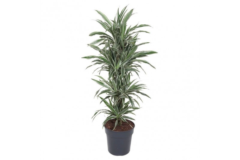 Dracaena fragr. der. white stripe Dracaena White Stripe vertakt P31pp 