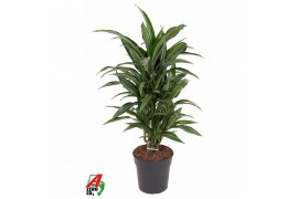 Dracaena fragr. der. ulises Dracaena Ulises vertakt P211 pp