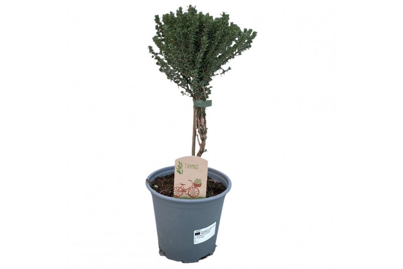 Thymus vulgaris Thymus faustini "OP STAM" 