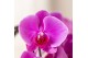 Phalaenopsis elegant cascade Kolibri Orchids Cascade Niagara Fall Free 