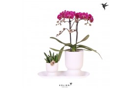 Arrangementen kamerplanten Kolibri Gift Set small Floral Blushpp 16 bl