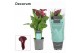 Zantedeschia royal valentine Zantedeschia (Calla) Bordeaux Rood (Decor 