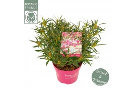 Rhododendron Azalea Starstyle Pink ®