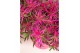 Rhododendron Azalea Starstyle Pink ® 