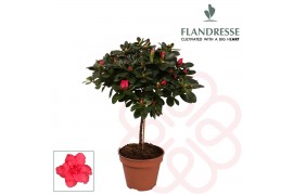 Rhododendron simsii Azalea Flandresse® stam rood 20 - 22 cm22 cm diame
