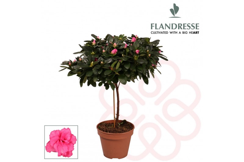 Rhododendron simsii Azalea Flandresse® stam roze 20 - 22 cm22 cm diame 