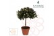 Rhododendron simsii Azalea Flandresse® stam wit 20 - 22 cm22 cm diamet 