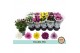 Chrysanthemum ind. gevuldbloemig mix Chrysant Double Mix3 pp 