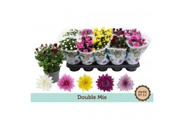 Chrysanthemum ind. gevuldbloemig mix Chrysant Double Mix3 pp