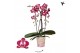 Phalaenopsis elegant cascade Kolibri Orchids Cascade Niagara fall spot 