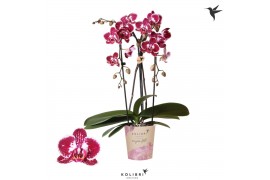 Phalaenopsis elegant cascade Kolibri Orchids Cascade Niagara fall spot