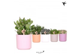 Succulenten mix Kolibri Greens Succulenten mix in Simplicity pot mix1 