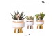 Succulenten mix Kolibri Greens Succulenten mix in Le Chic pot mix1 pp 