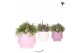 Rhipsalis mix Kolibri Greens Rhipsalis mix in Scandic pot pink mix1 pp 