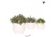 Rhipsalis mix Kolibri Greens Rhipsalis mix in Scandic pot white1 pp 