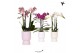 Phalaenopsis multiflora Kolibri Orchids Phalaenopsis mix 3 spike in Di 