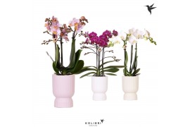 Phalaenopsis multiflora Kolibri Orchids Phalaenopsis mix 3 spike in Di