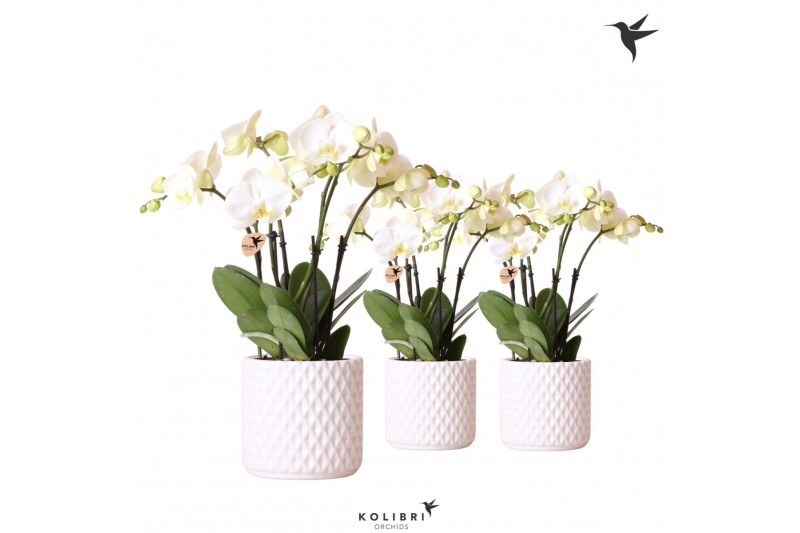 Phalaenopsis wit Kolibri Orchids Phalaenopsis Ghent in Diamond pot whi 