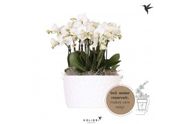Phalaenopsis wit Kolibri Orchids Mono Ghent in Honey dish with waterin