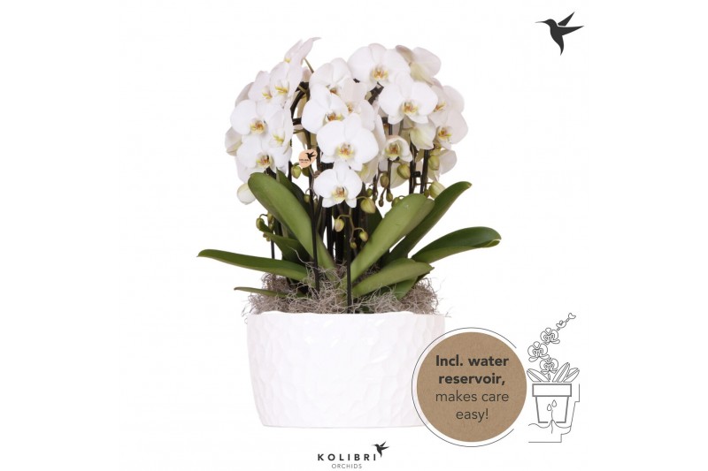 Phalaenopsis elegant cascade Kolibri Orchids Mono Niagarafall Honey di 