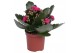 Kalanchoe blossfeldiana rosalina don victorio paars, Zonder hoes 1 pp 