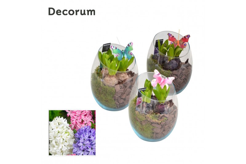 Arrangementen hyacinthus Hyacint Oblique HL11173 [PURE] 3 pp 75 bl. 3  