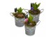 Arrangementen hyacinthus Hyacint Spring Bucket Mini HL15473 [PURE] 1 p 