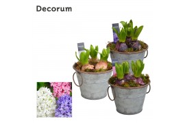 Arrangementen hyacinthus Hyacint Rustic Maxi HL12533 [PURE] 3 pp 75 bl