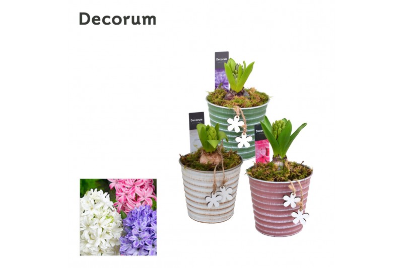 Arrangementen hyacinthus Hyacint Lucia HL19883 [PURE] 1 pp 30 bl. 1 pe 