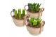 Arrangementen hyacinthus Hyacint Mand met Hengsels HL13783 [PURE] 5 pp 