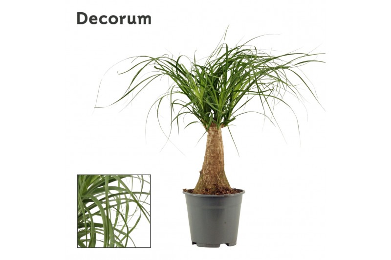 Beaucarnea recurvata Recht 14cm Decorum 