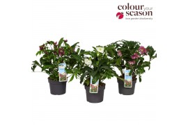 Helleborus orientalis Helleborus orientalis mix P1910 bl.