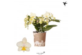 Phalaenopsis multiflora geel Kolibri Orchids Phalaenopsis Botanic Yell